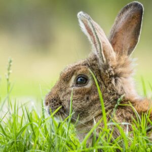 A closer look at the symbiotic relationship of pets and gardens