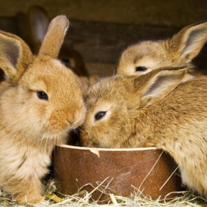 The do's and don'ts of feeding your rabbit